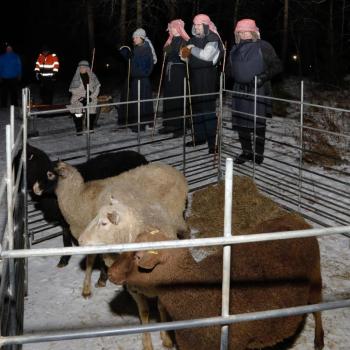 Paimenet Aarni, Aatu, Aatu, Aki ja Timo työssään vahtimassa Urpolan tilan lampaita.