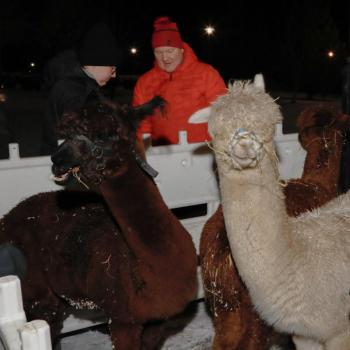 Kolme kuningasta, Albert, Asmo ja Timo etsivät tähteä kaukoputkella. Heidät pohjolaan oli tuonut Pehmeän Polun alpakat. 