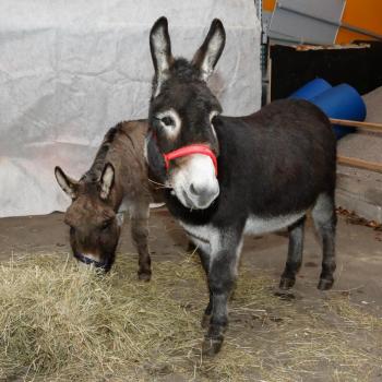 Unto ja Kalle ovat kantaneet kallisarvoisen lastinsa perille.